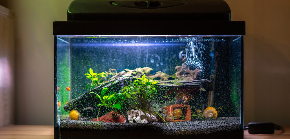 How to Safely Move a Fish Tank